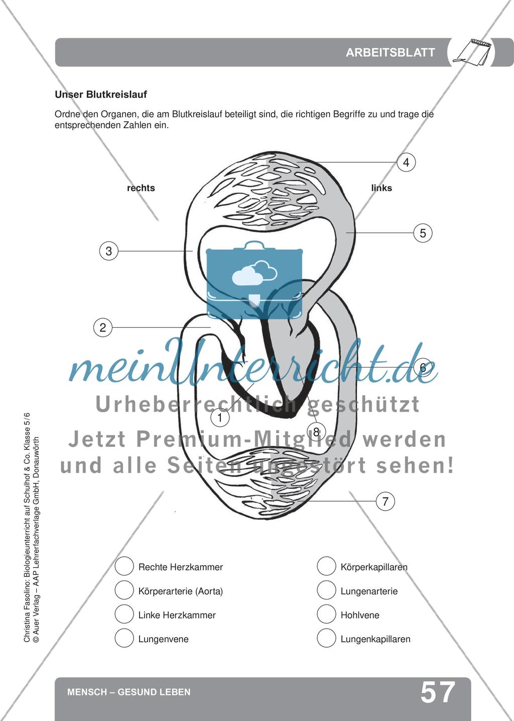 Mensch – Gesund leben Preview 15