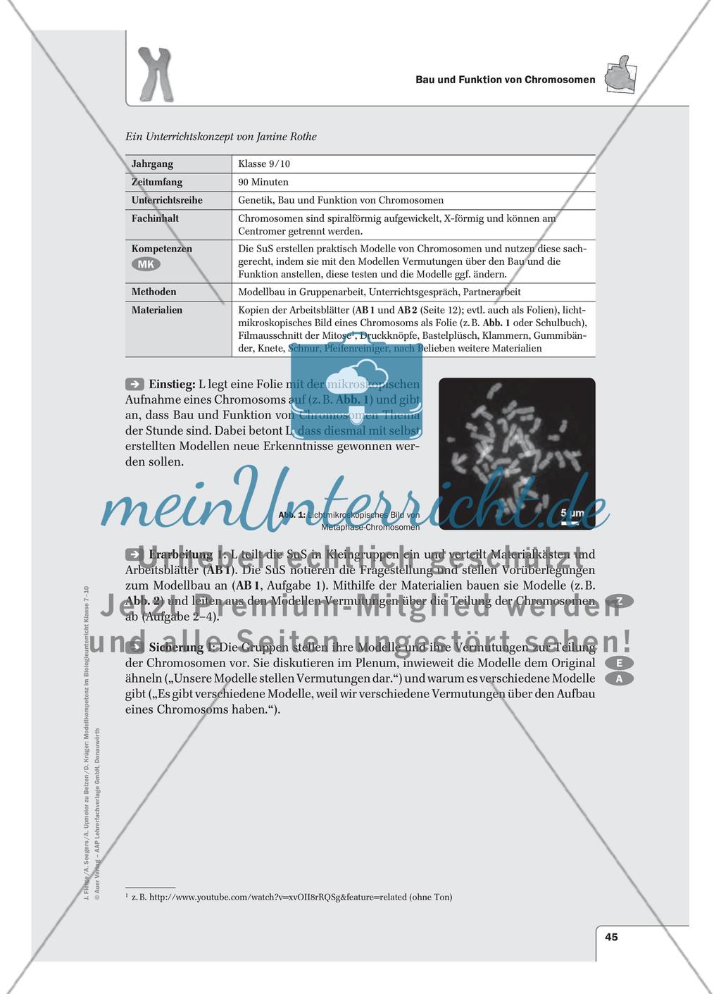Bau und Funktion von Chromosomen Preview 1