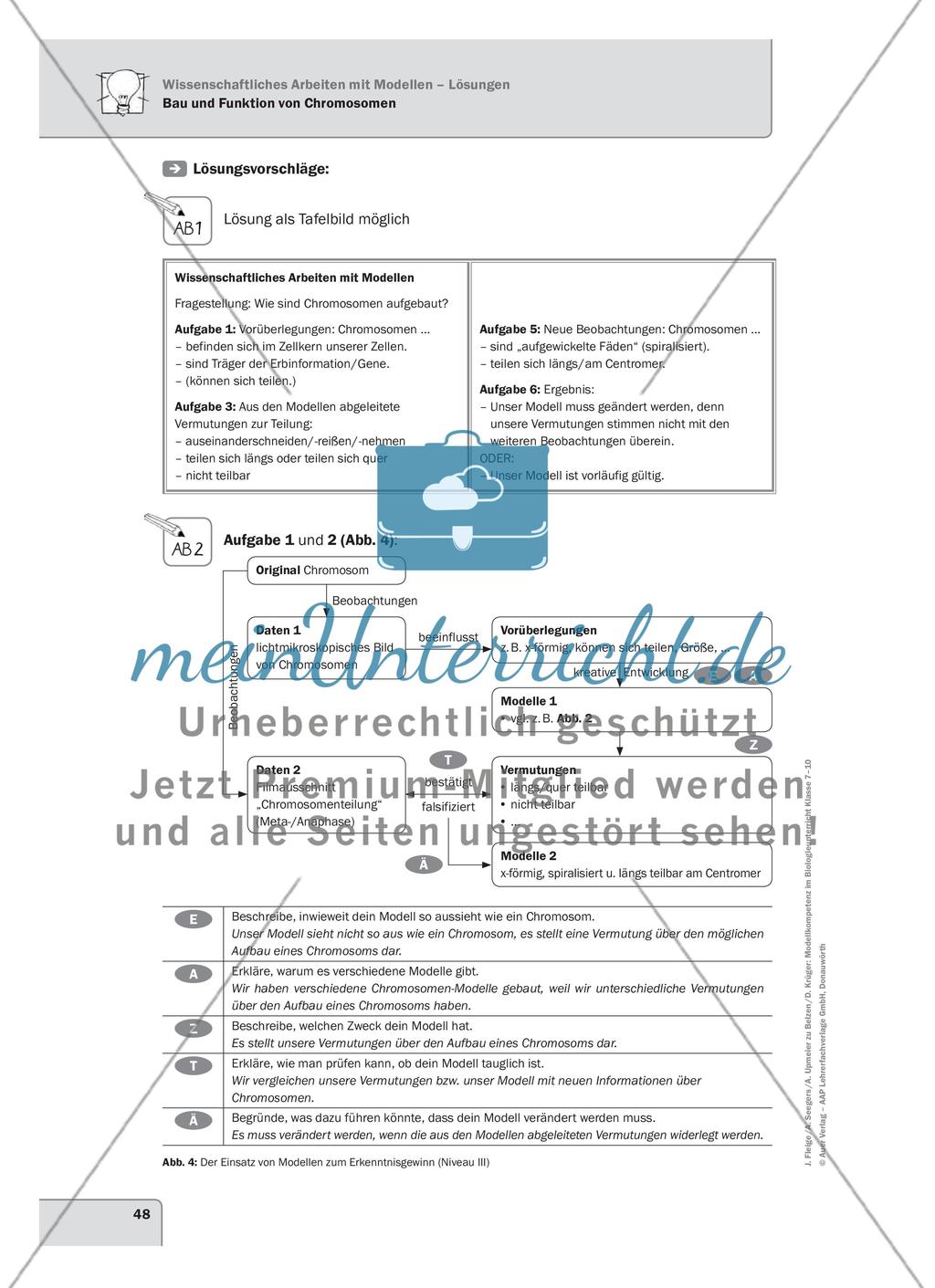 Bau und Funktion von Chromosomen Preview 4