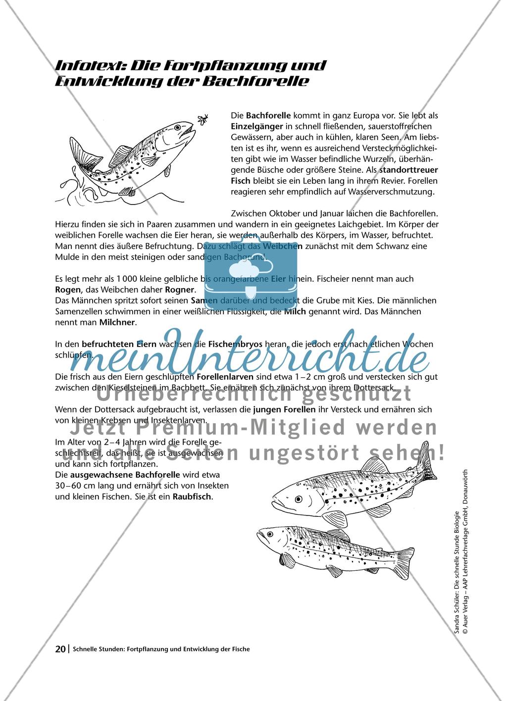 Fortpflanzung und Entwicklung bei Fischen am Beispiel der Bachforelle Preview 3