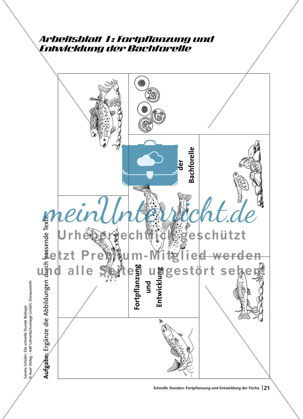 Fortpflanzung und Entwicklung bei Fischen am Beispiel der Bachforelle Preview 4