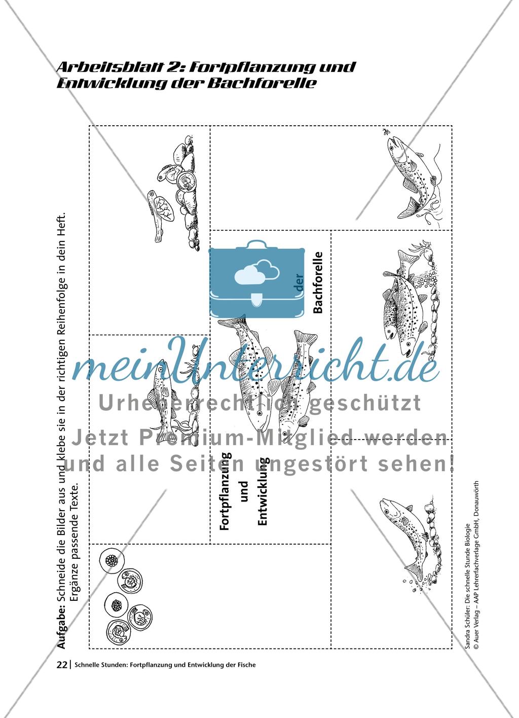Fortpflanzung und Entwicklung bei Fischen am Beispiel der Bachforelle Preview 5