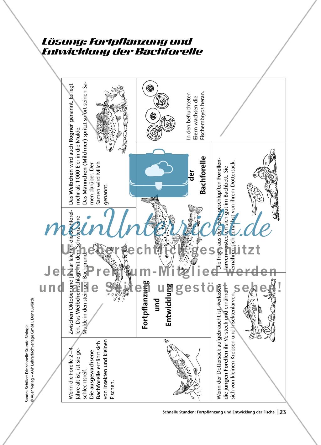 Fortpflanzung und Entwicklung bei Fischen am Beispiel der Bachforelle Preview 6