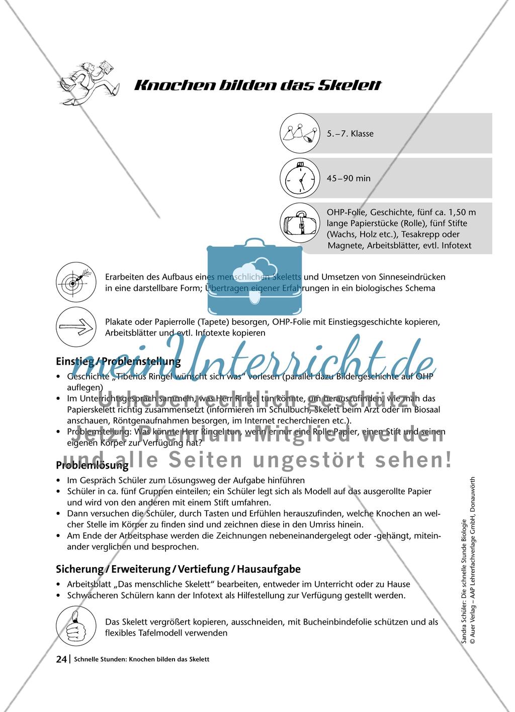 Knochen bilden das Skelett Preview 1