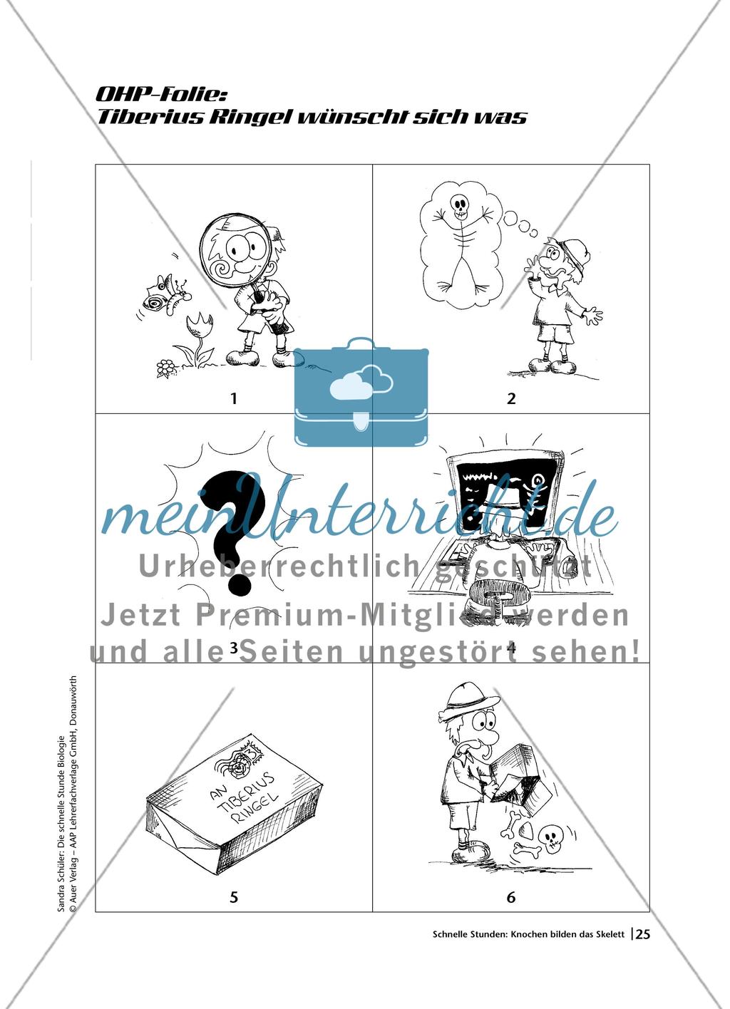 Knochen bilden das Skelett Preview 2