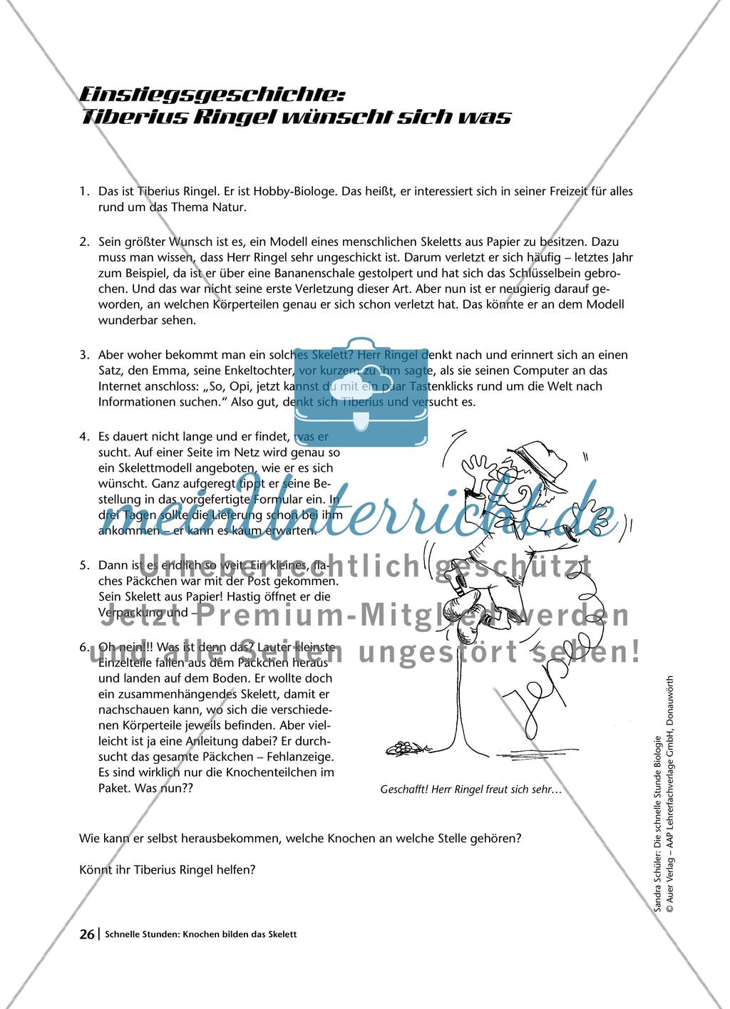 Knochen bilden das Skelett Preview 3