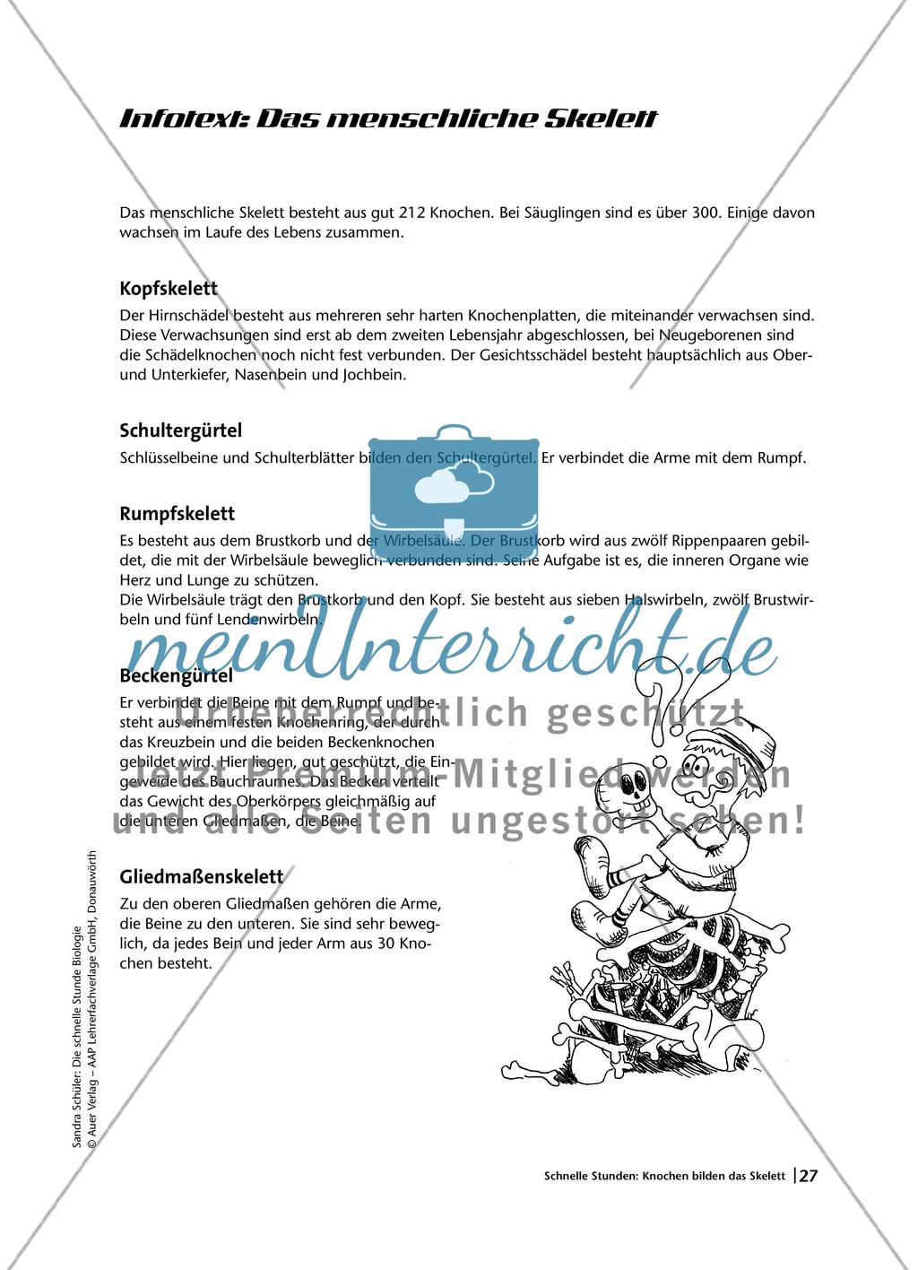 Knochen bilden das Skelett Preview 4