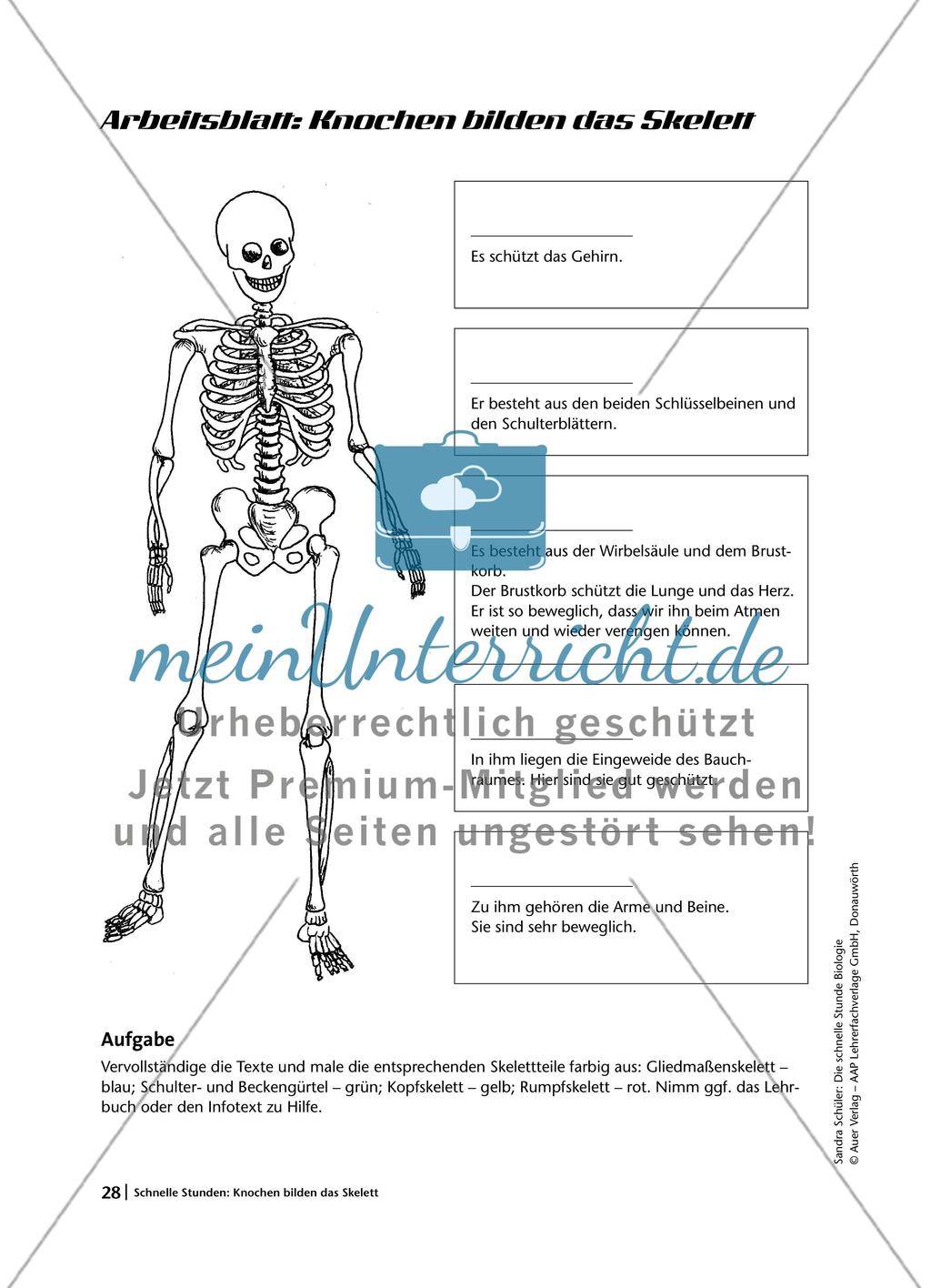 Knochen bilden das Skelett Preview 5