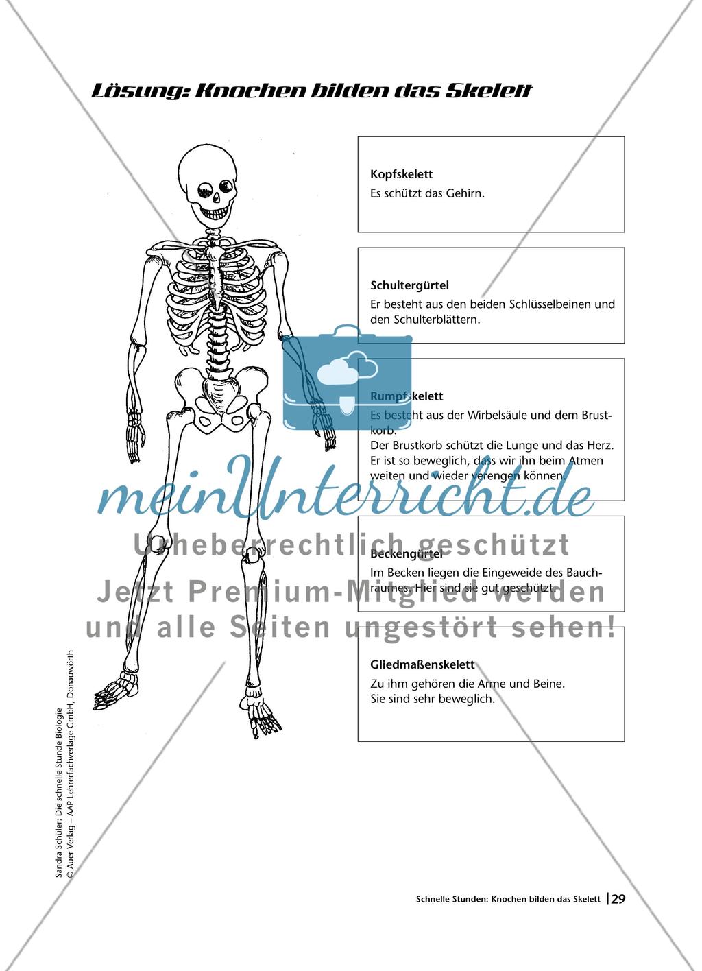 Knochen bilden das Skelett Preview 6