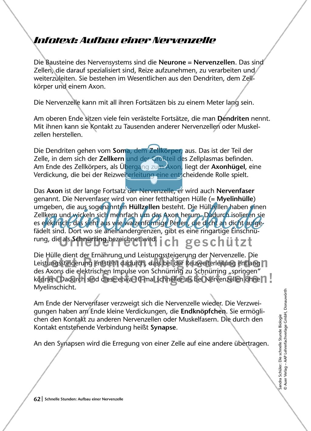 Aufbau einer Nervenzelle Preview 2
