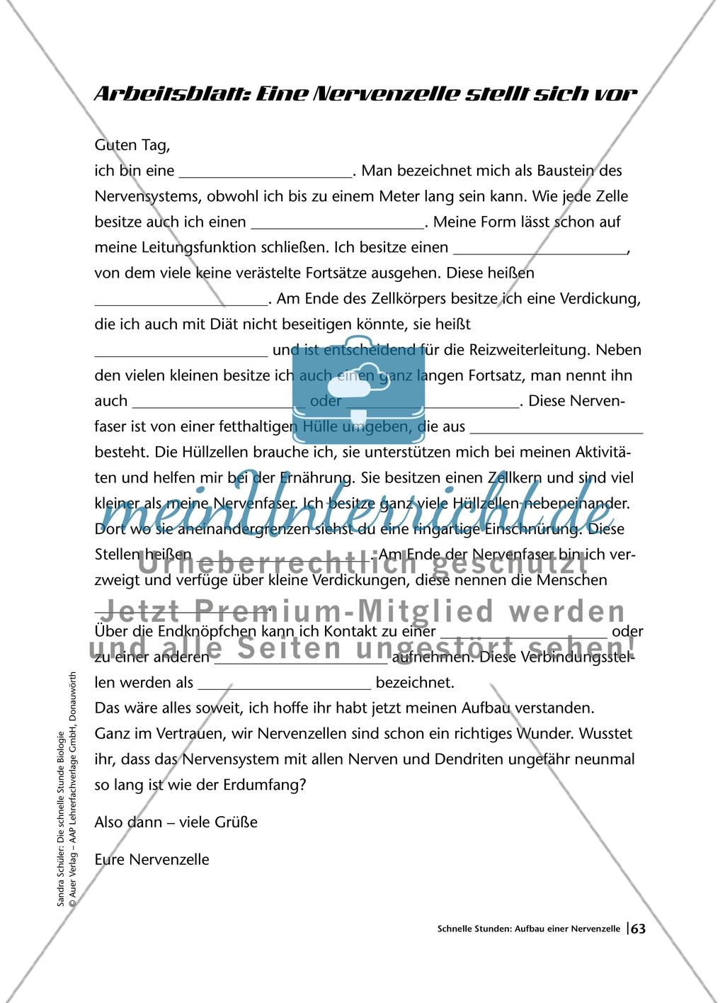 Aufbau einer Nervenzelle Preview 3