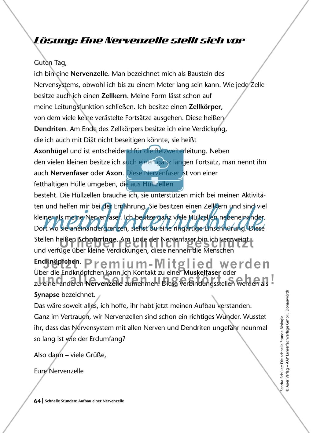 Aufbau einer Nervenzelle Preview 4