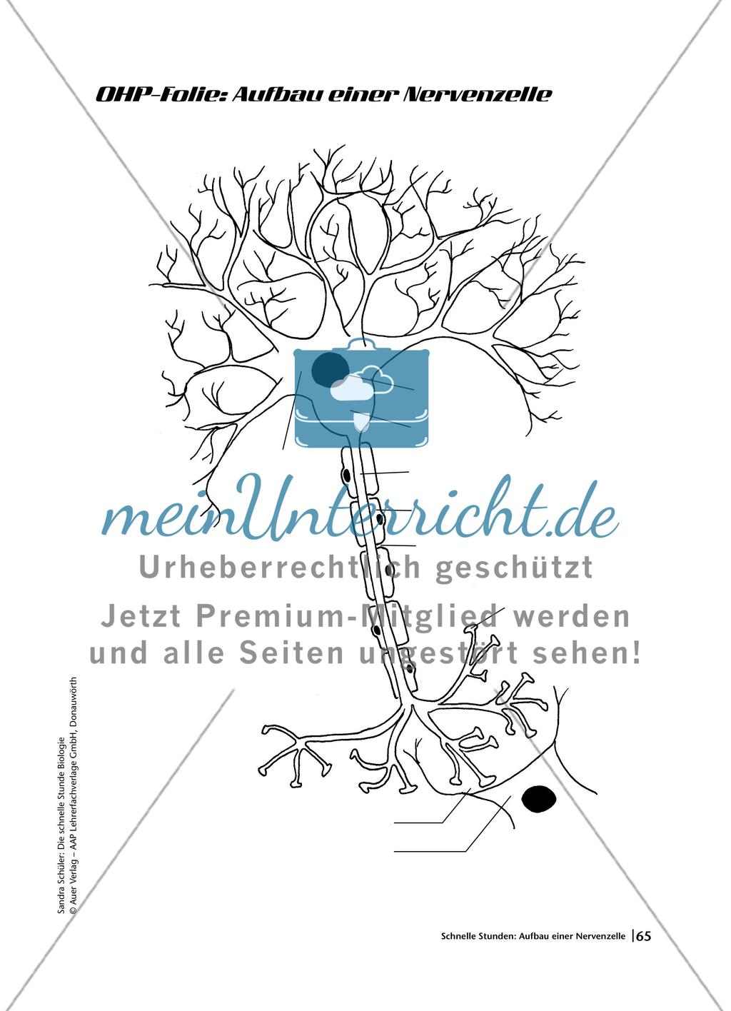 Aufbau einer Nervenzelle Preview 5