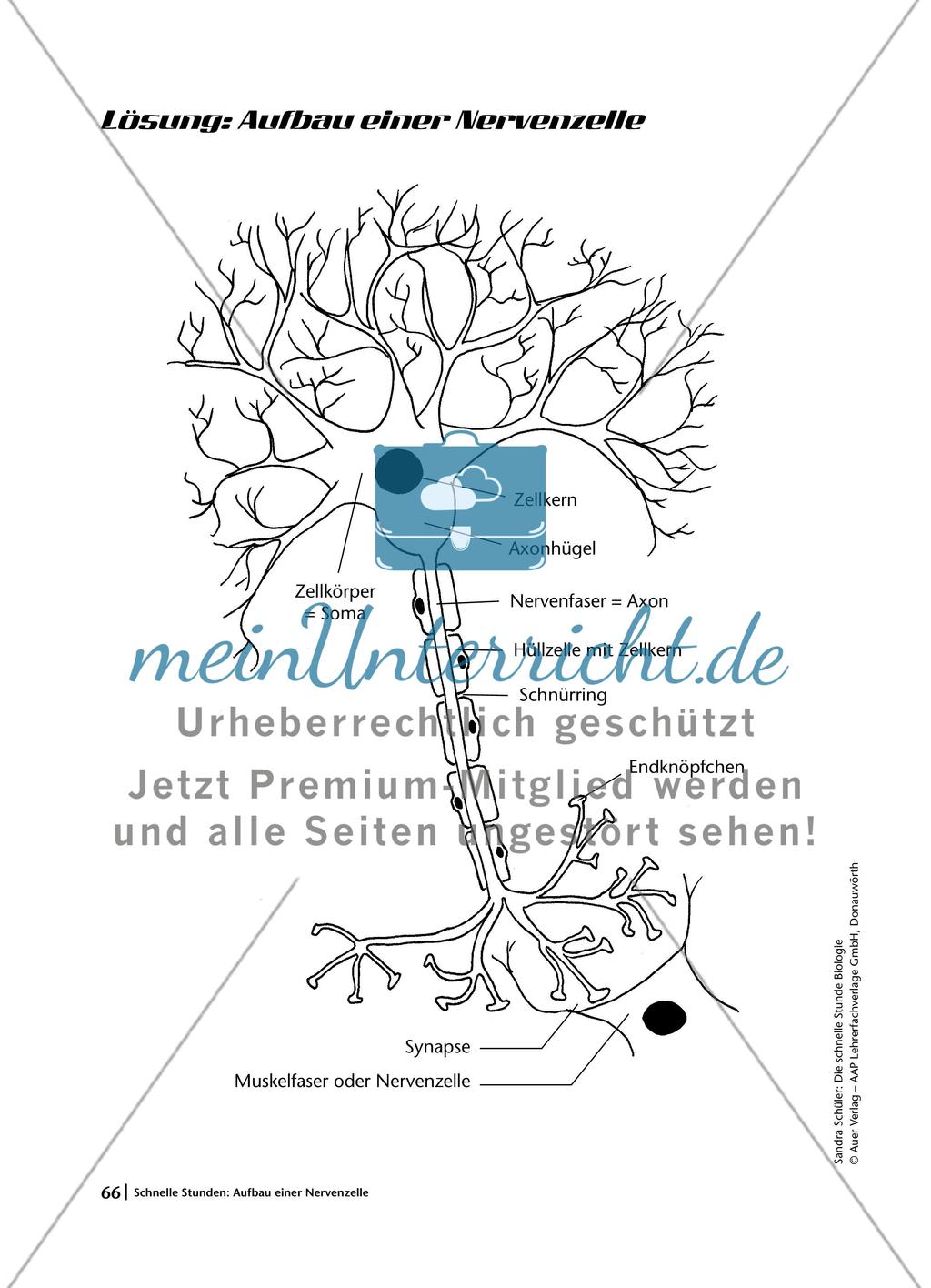 Aufbau einer Nervenzelle Preview 6