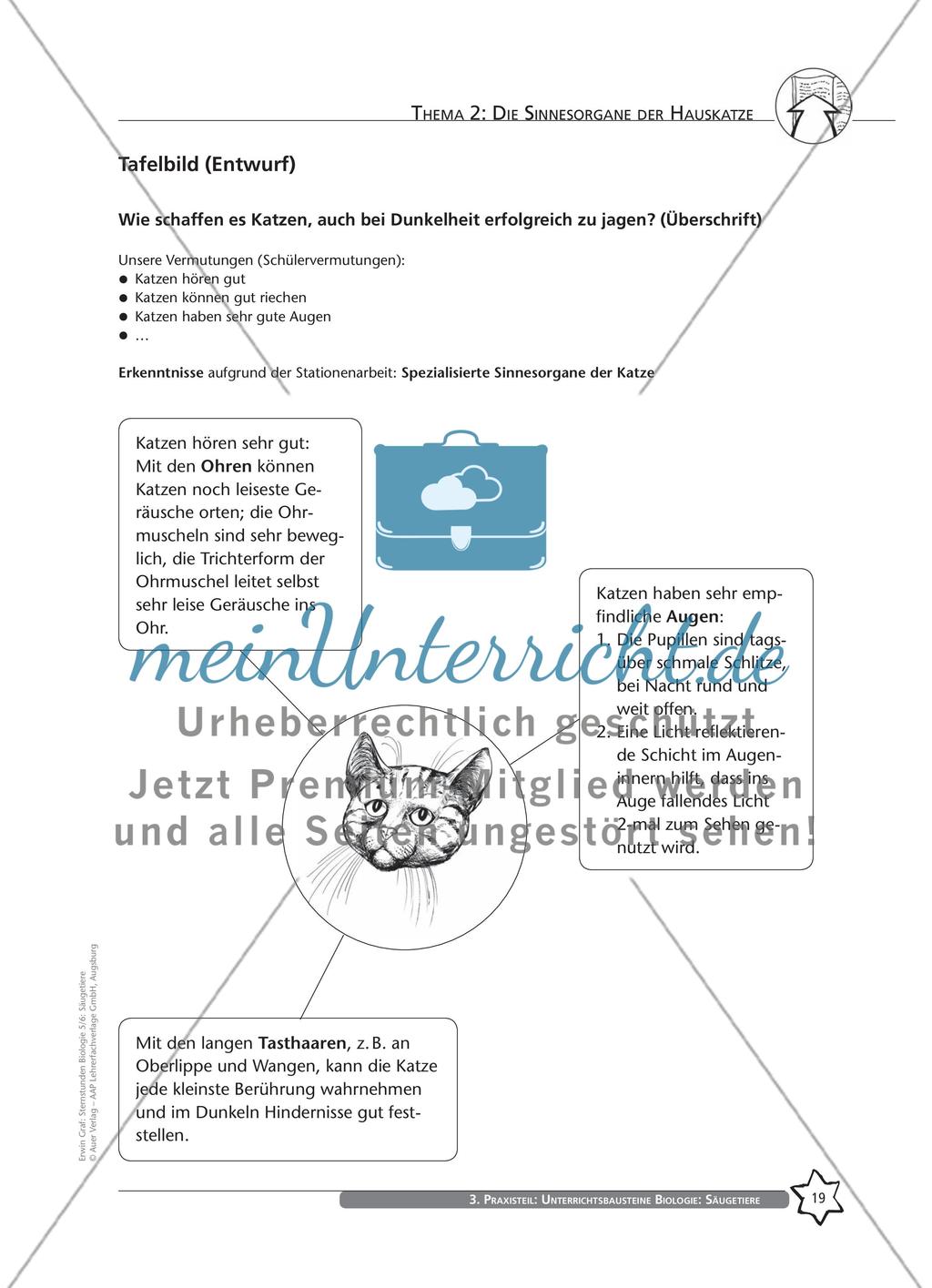 Thema 2: Die Sinnesorgane der Hauskatze Preview 5