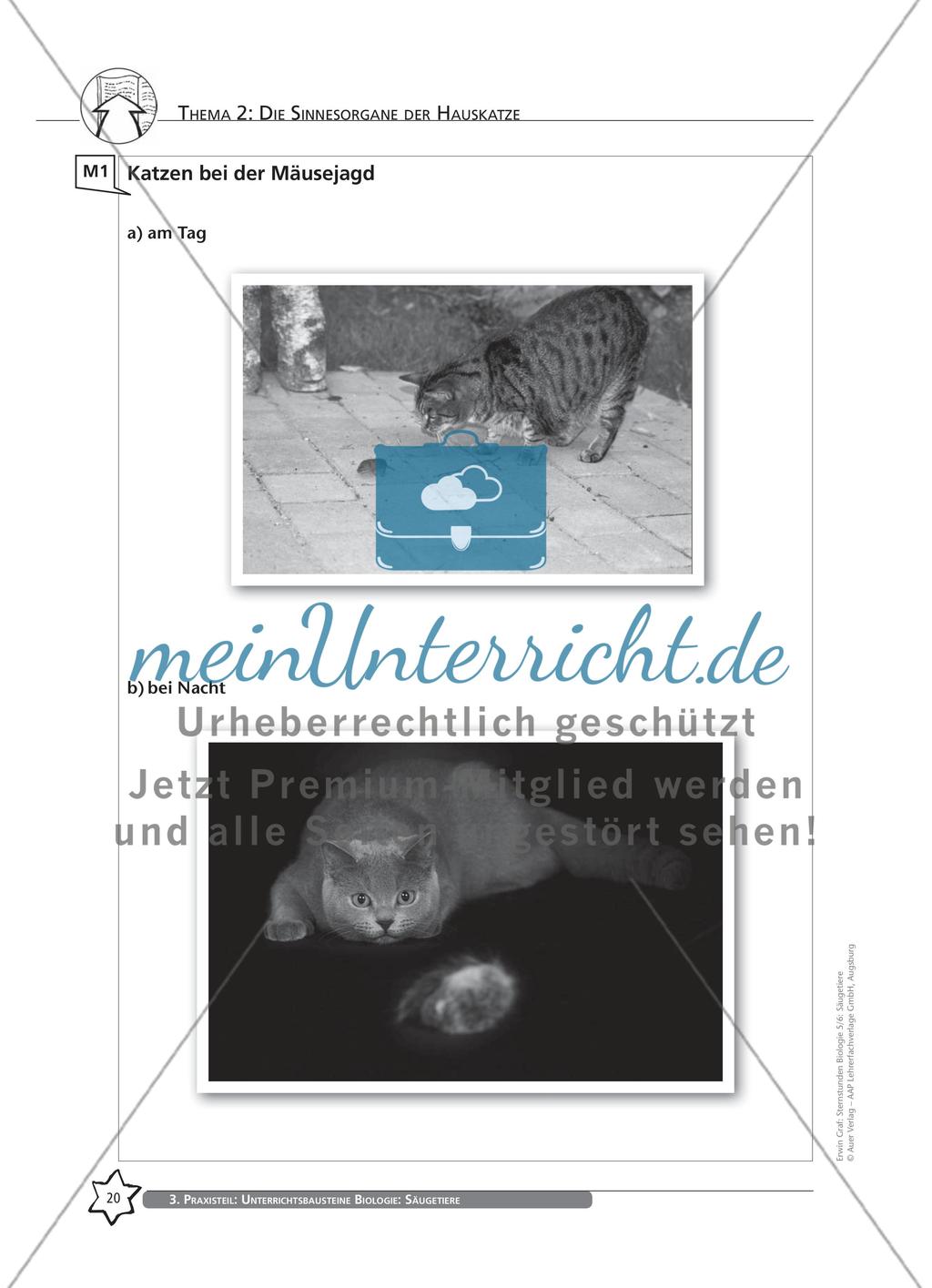 Thema 2: Die Sinnesorgane der Hauskatze Preview 6
