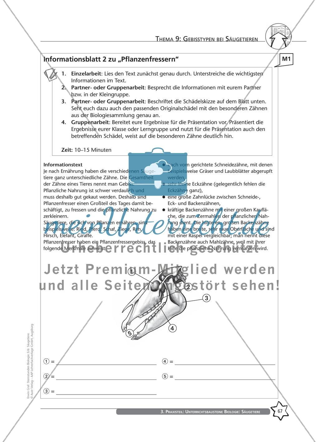 Thema 9: Gebisstypen bei Säugetieren Preview 5