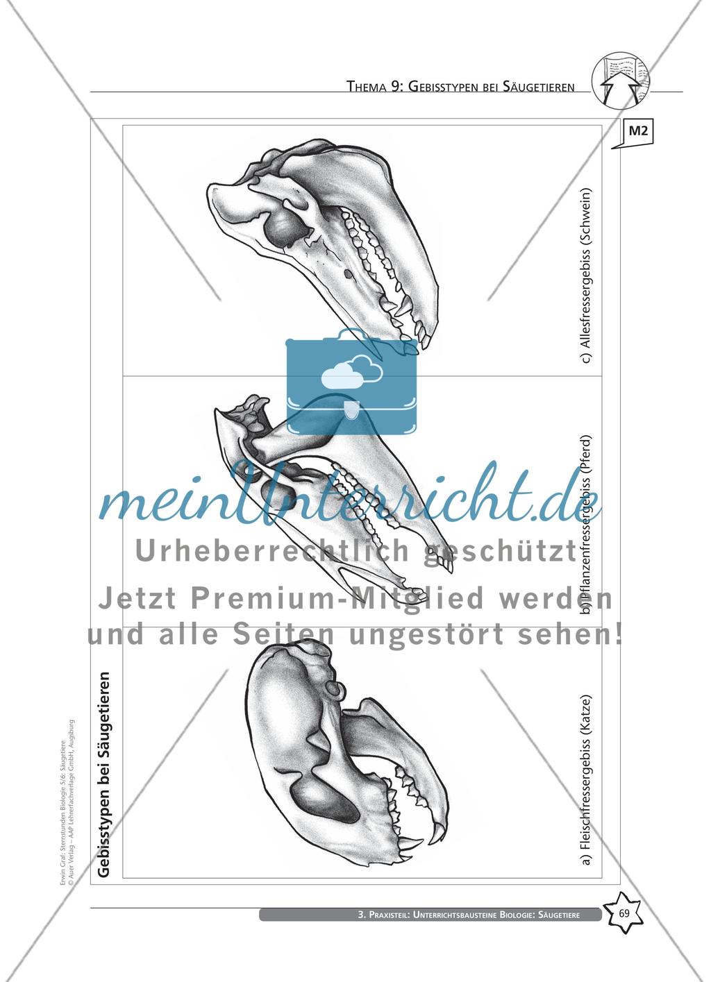 Thema 9: Gebisstypen bei Säugetieren Preview 7