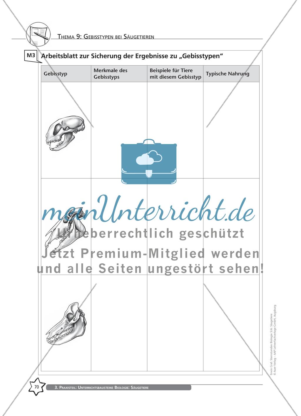 Thema 9: Gebisstypen bei Säugetieren Preview 8