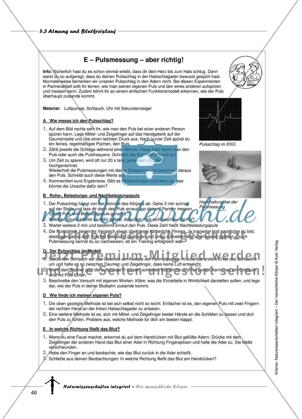 Atmung und Blutkreislauf Preview 13