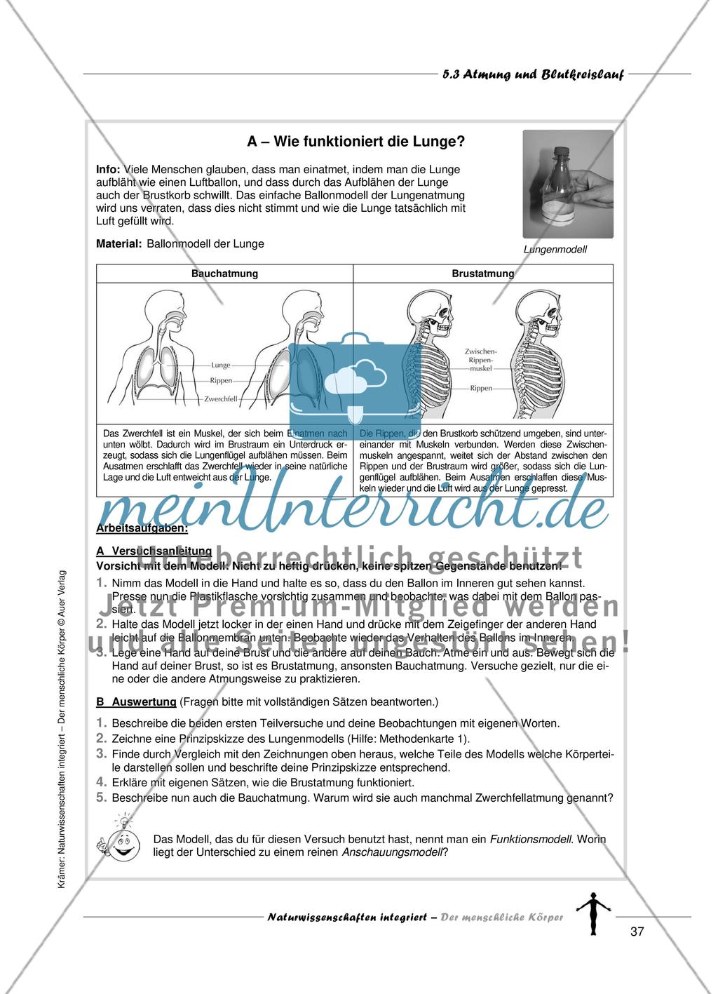 Atmung und Blutkreislauf Preview 4
