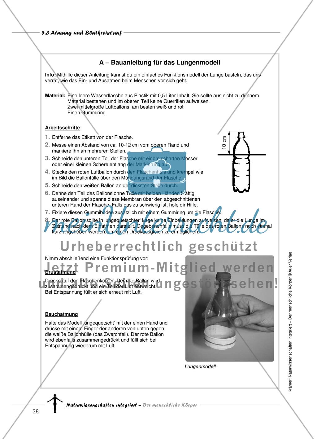 Atmung und Blutkreislauf Preview 5