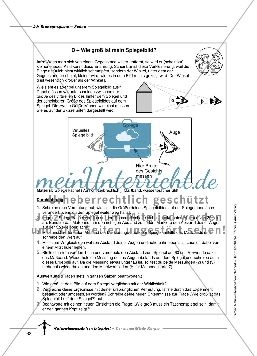 Sinnesorgane: Sehen Preview 10