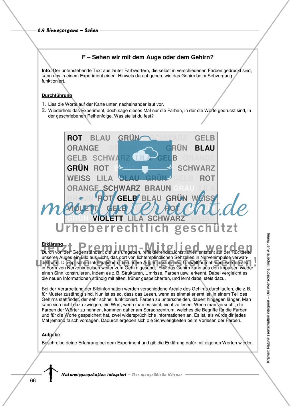 Sinnesorgane: Sehen Preview 14