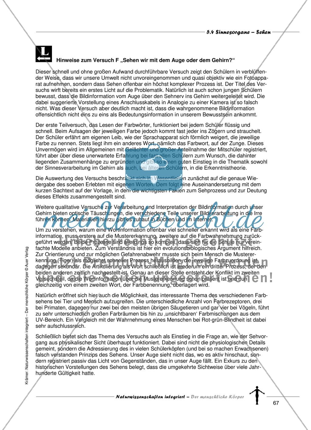 Sinnesorgane: Sehen Preview 15