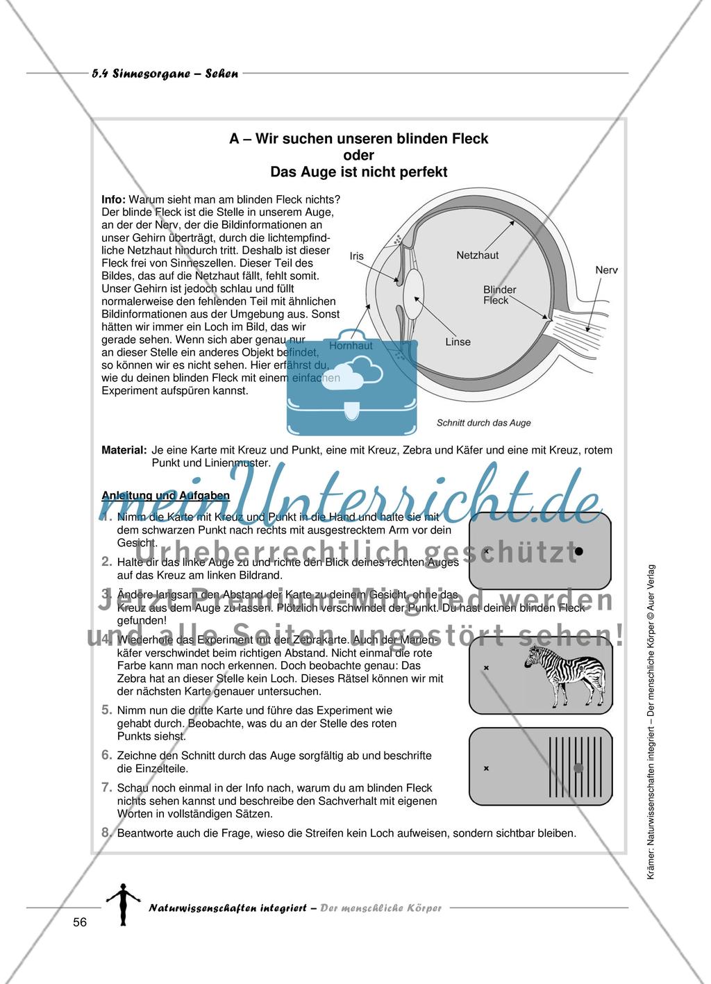 Sinnesorgane: Sehen Preview 4