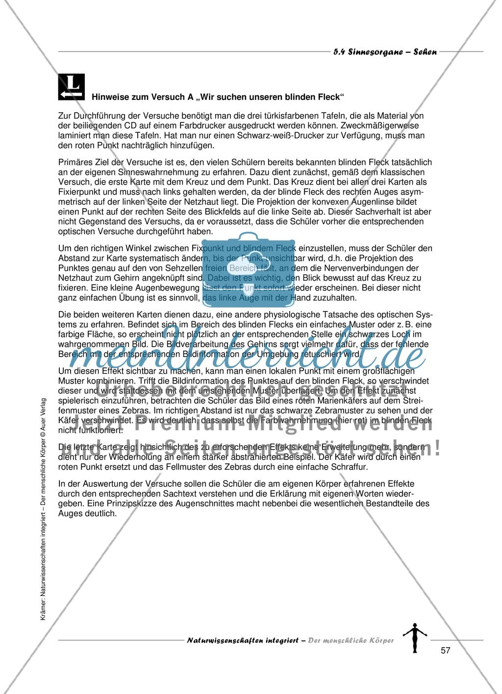 Sinnesorgane: Sehen Preview 5