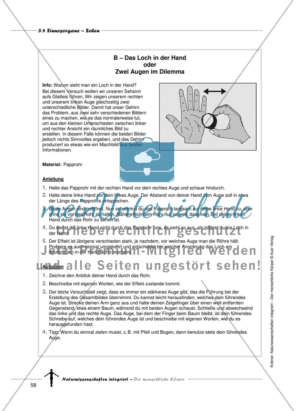 Sinnesorgane: Sehen Preview 6