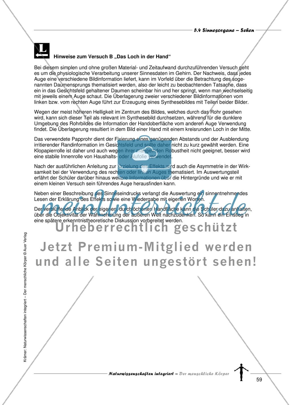 Sinnesorgane: Sehen Preview 7