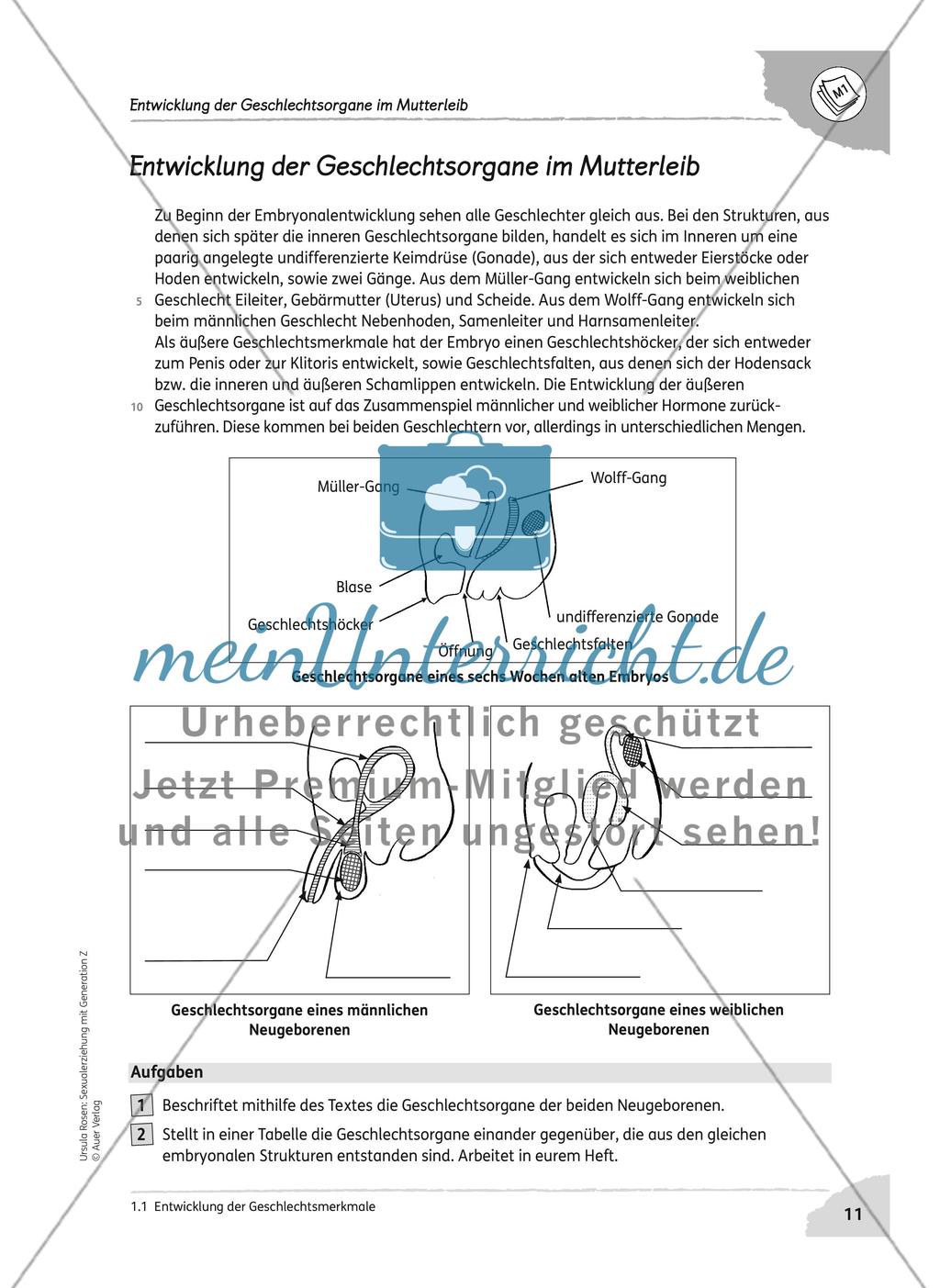 Entwicklung der Geschlechtsmerkmale Preview 3