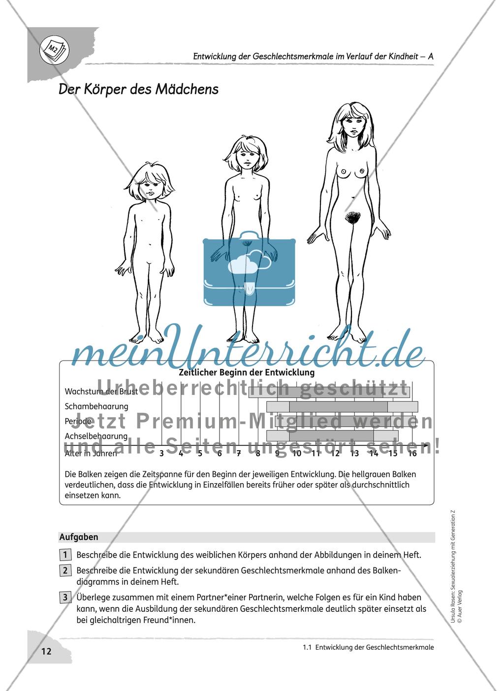 Entwicklung der Geschlechtsmerkmale Preview 4
