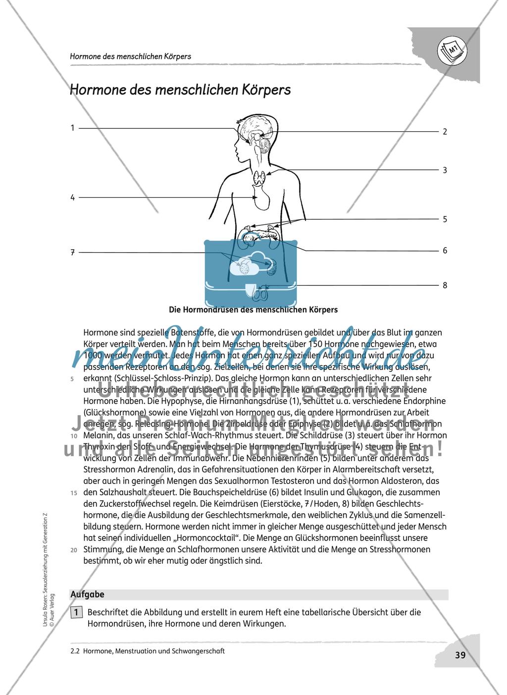 Hormone, Menstruation und Schwangerschaft Preview 3