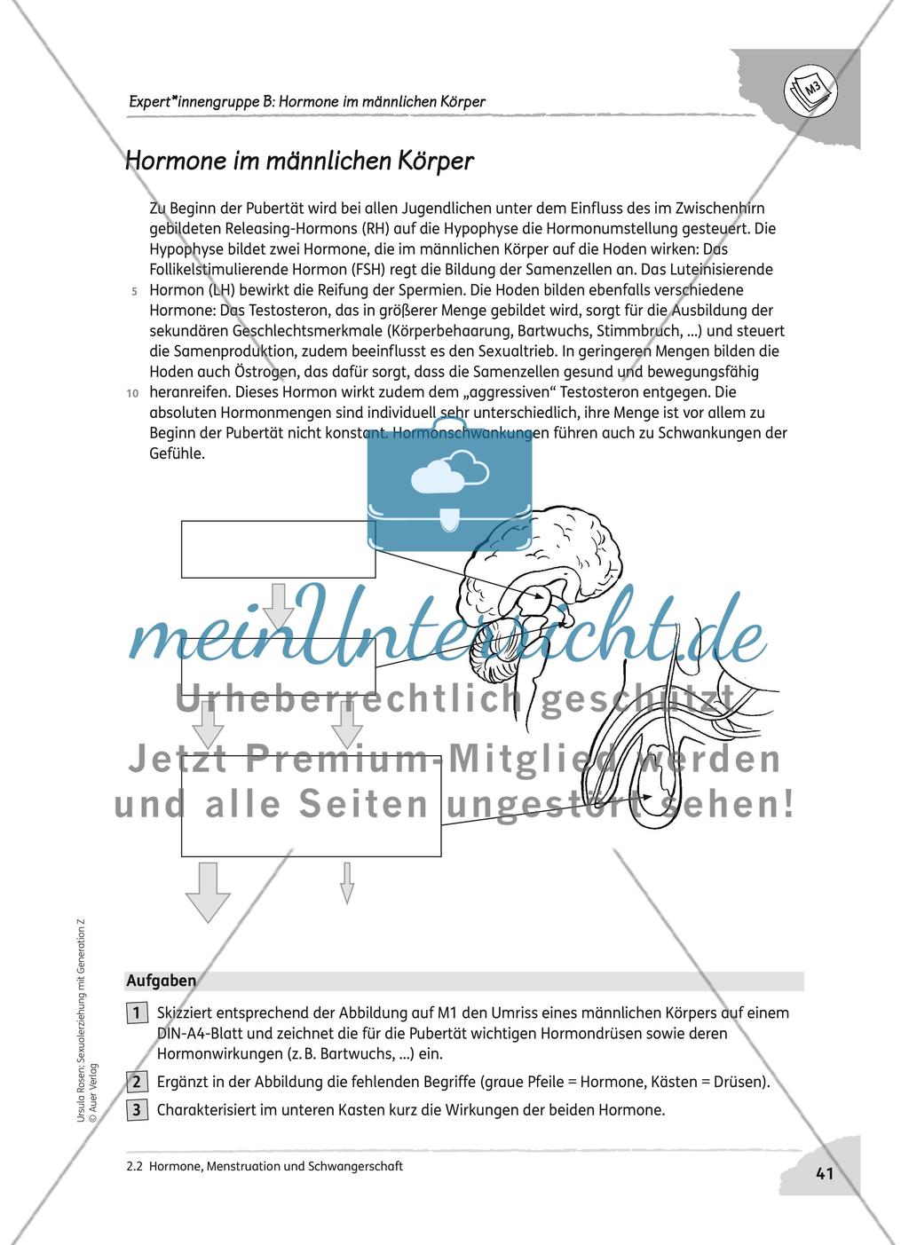 Hormone, Menstruation und Schwangerschaft Preview 5