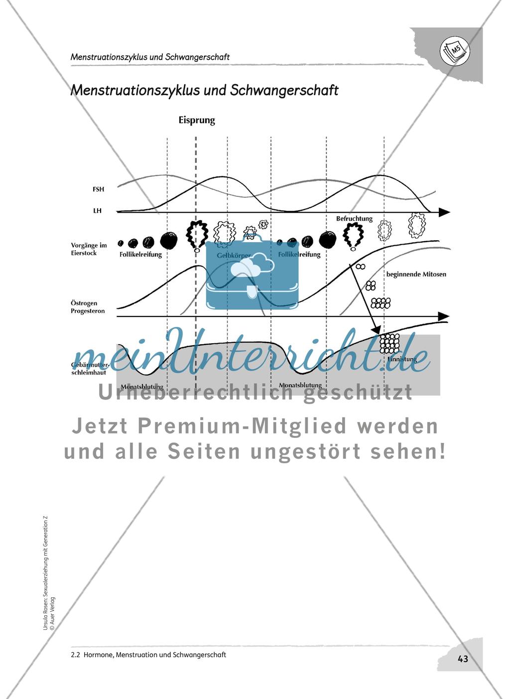 Hormone, Menstruation und Schwangerschaft Preview 7