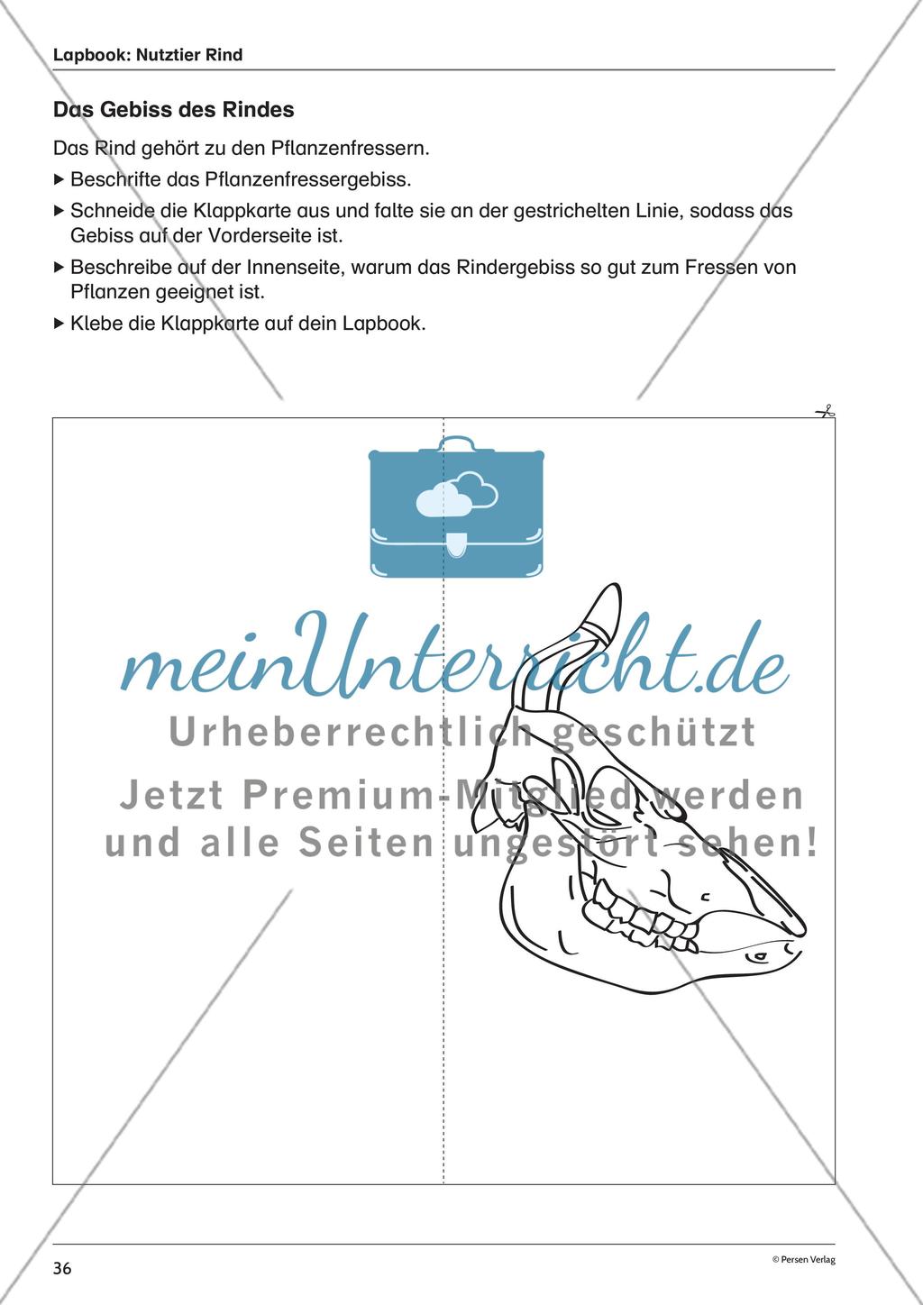 Lapbook: Nutztier Rind Preview 4