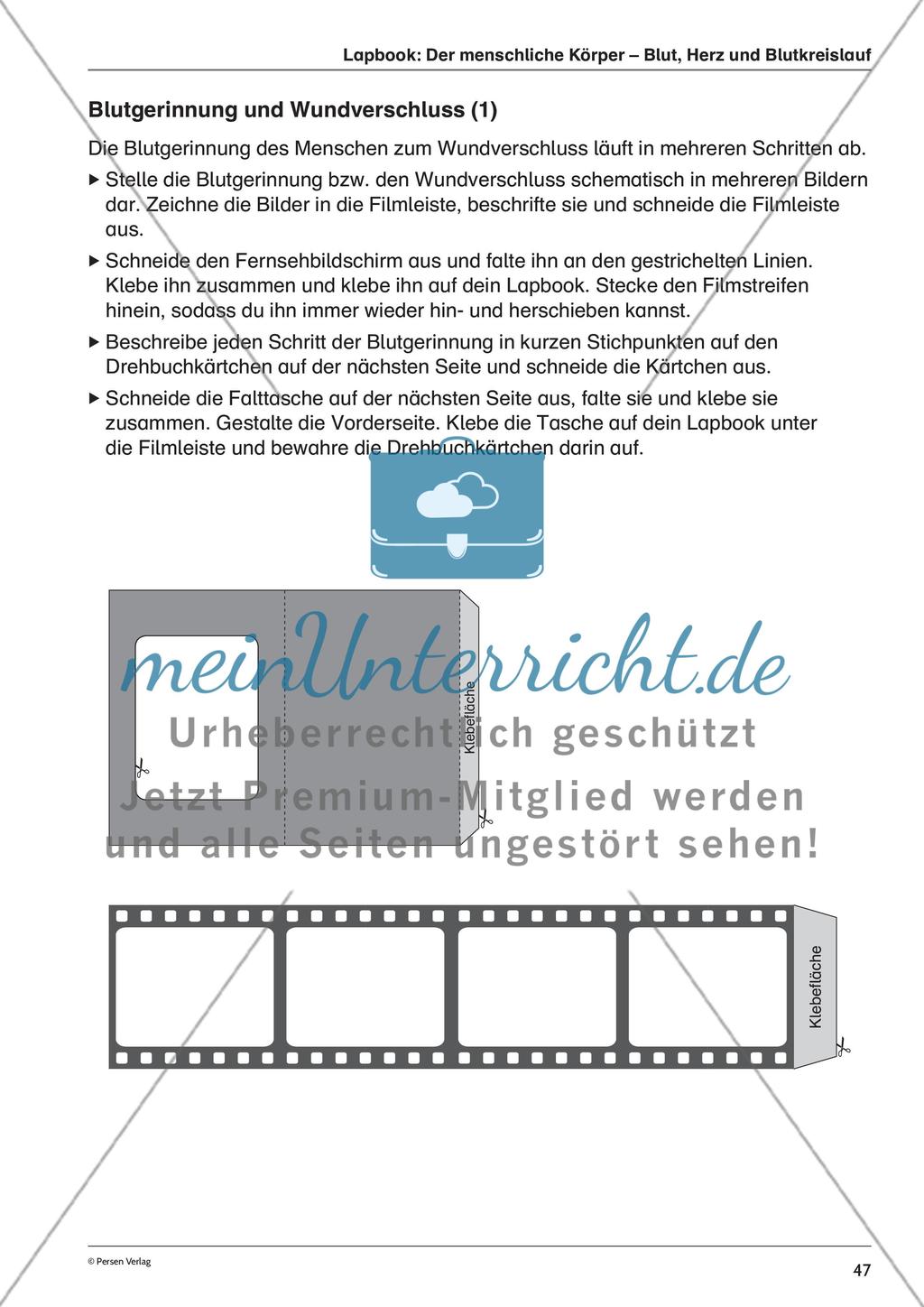 Lapbook: Der menschliche Körper – Blut, Herz und Blutkreislauf Preview 2
