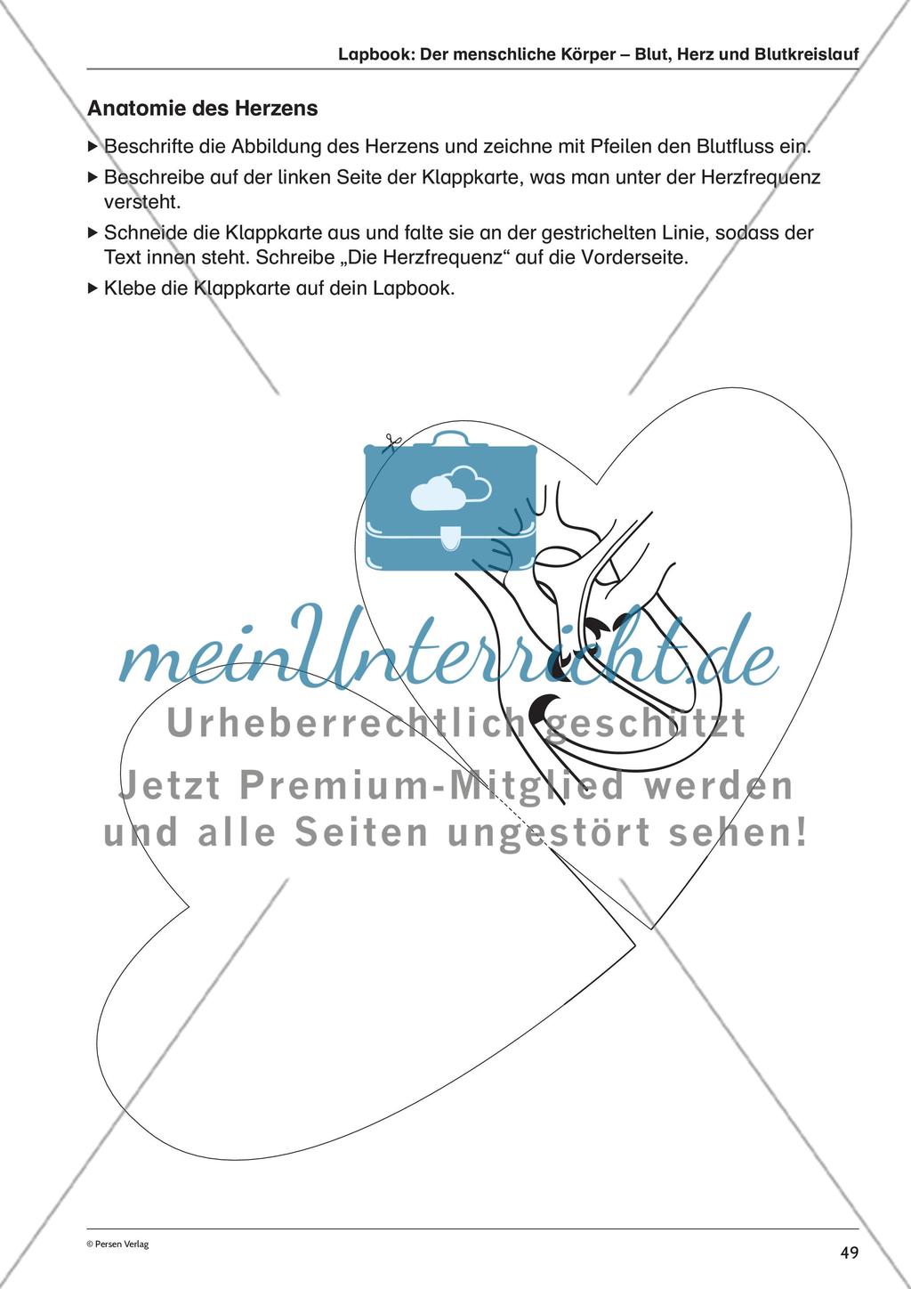 Lapbook: Der menschliche Körper – Blut, Herz und Blutkreislauf Preview 4