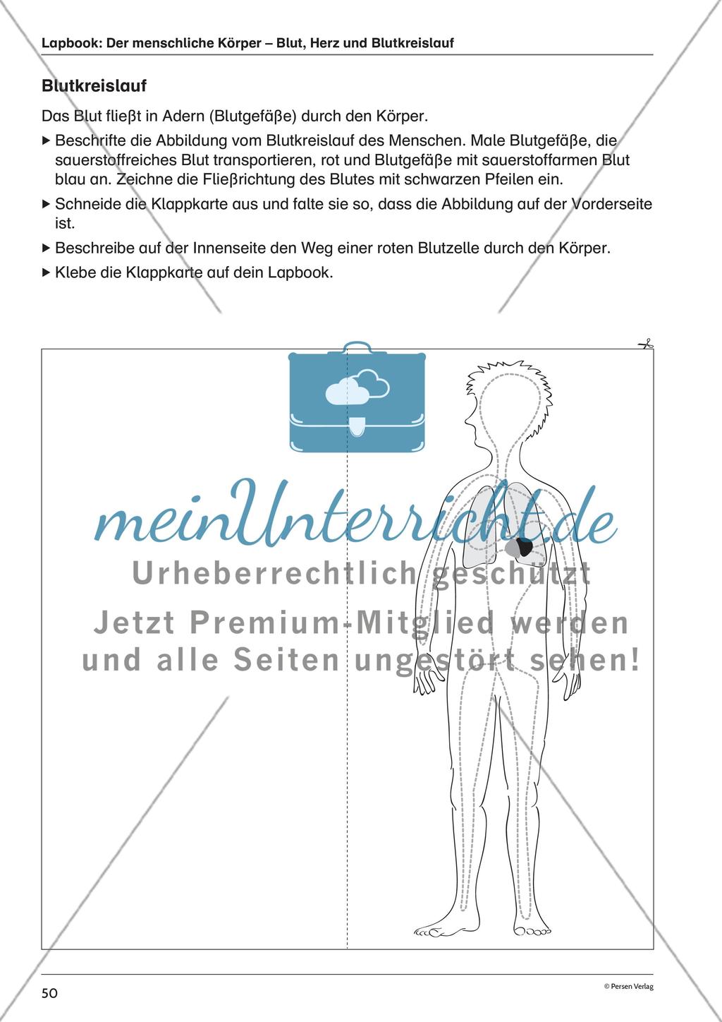 Lapbook: Der menschliche Körper – Blut, Herz und Blutkreislauf Preview 5