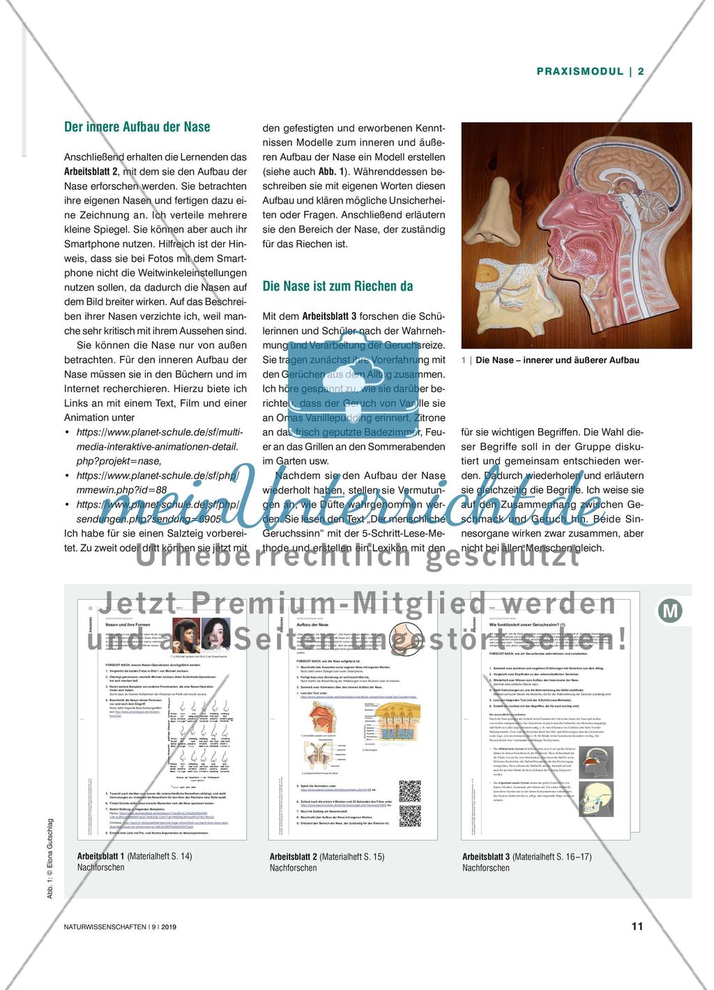 Die Nase – nicht nur Geruchsorgan - Von der reinen Äußerlichkeit zur Funktion Preview 2