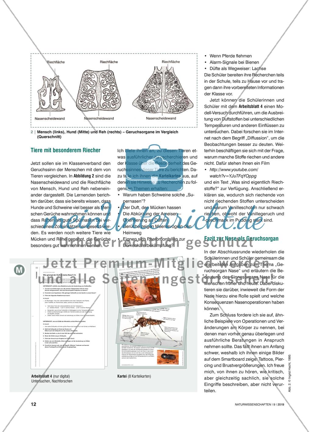 Die Nase – nicht nur Geruchsorgan - Von der reinen Äußerlichkeit zur Funktion Preview 3