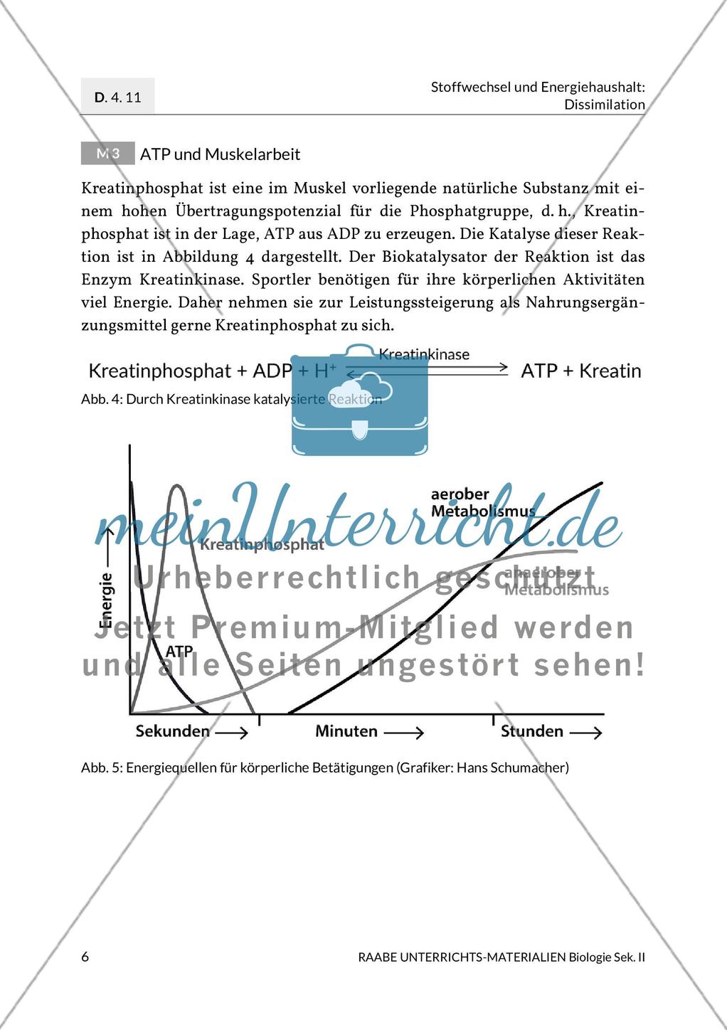 Enzyme – Werkzeuge im Energiestoffwechsel Preview 10