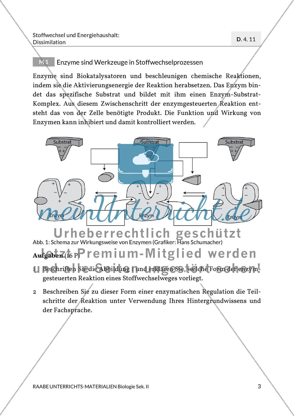 Enzyme – Werkzeuge im Energiestoffwechsel Preview 7