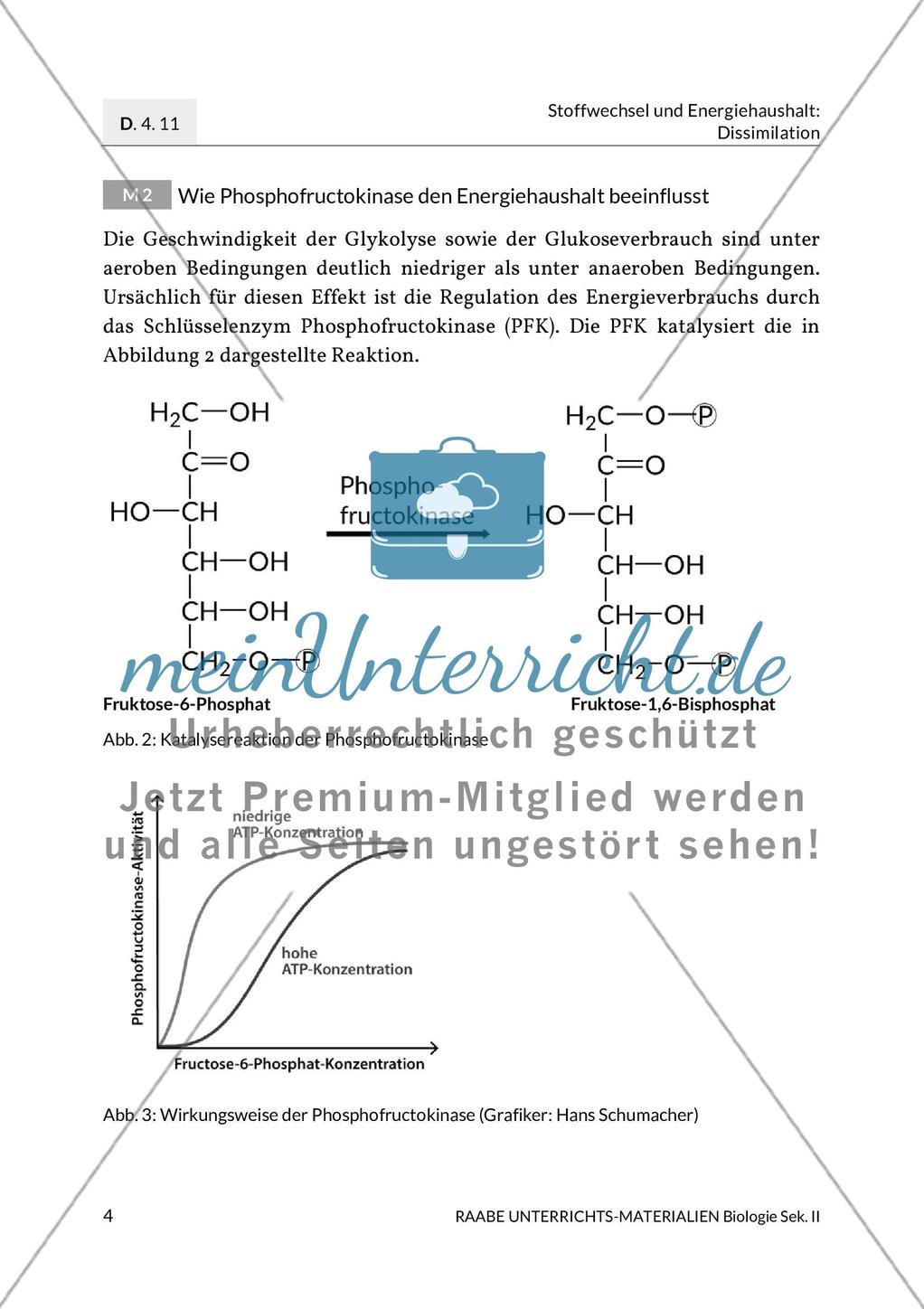Enzyme – Werkzeuge im Energiestoffwechsel Preview 8
