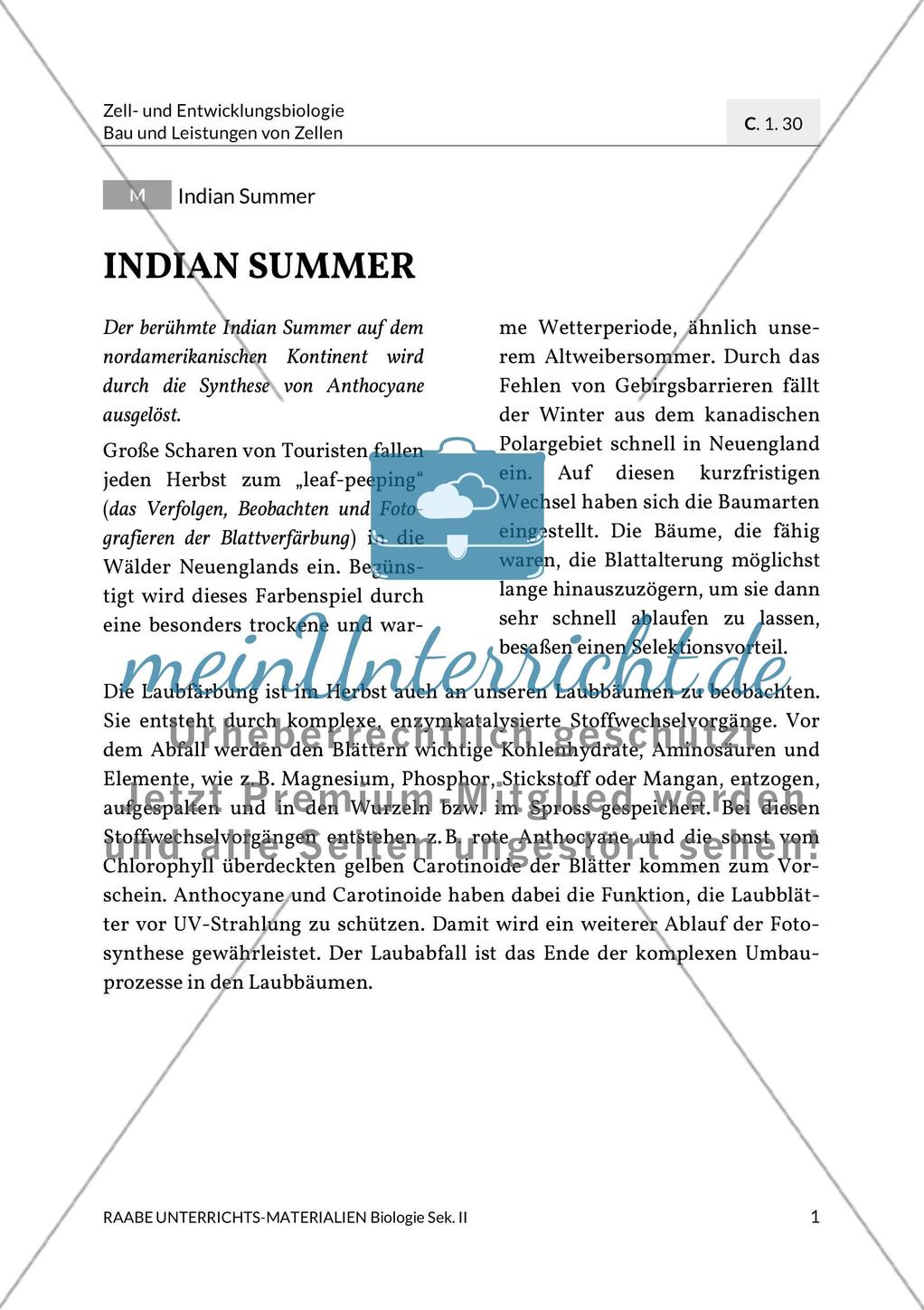 Indian Summer Preview 4