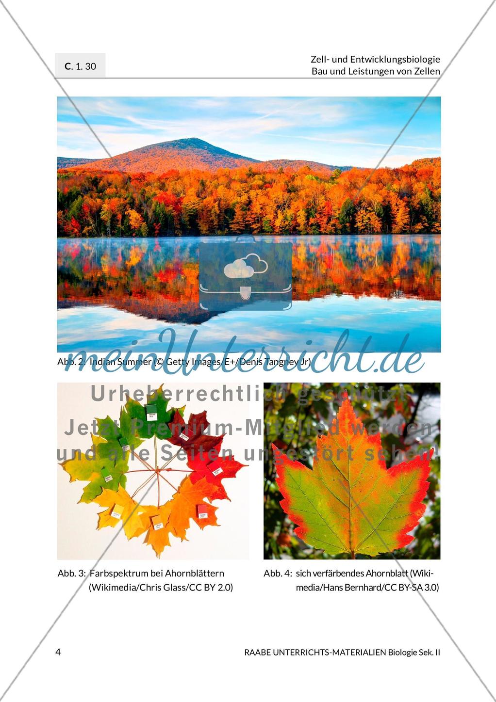 Indian Summer Preview 7