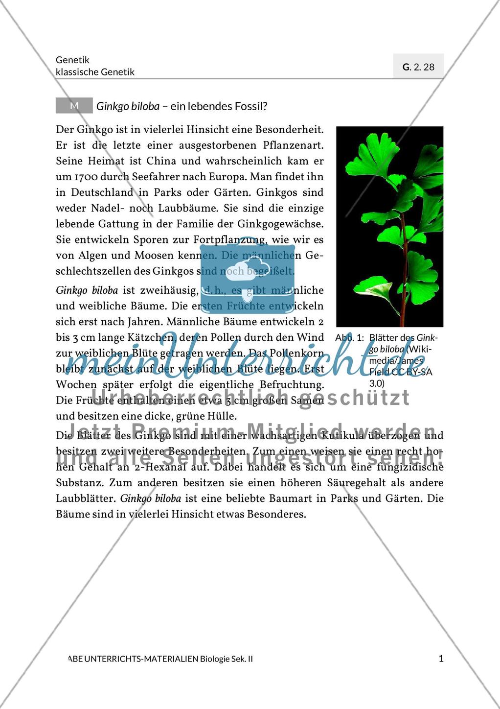 Ginkgo biloba – ein lebendes Fossil? Preview 4